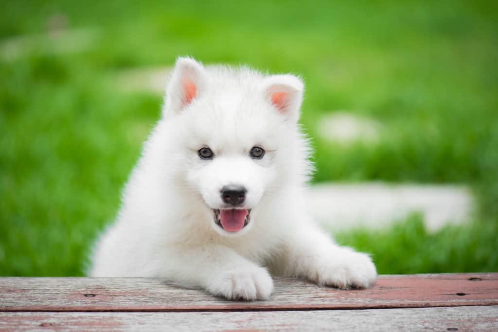 siberian husky potty training