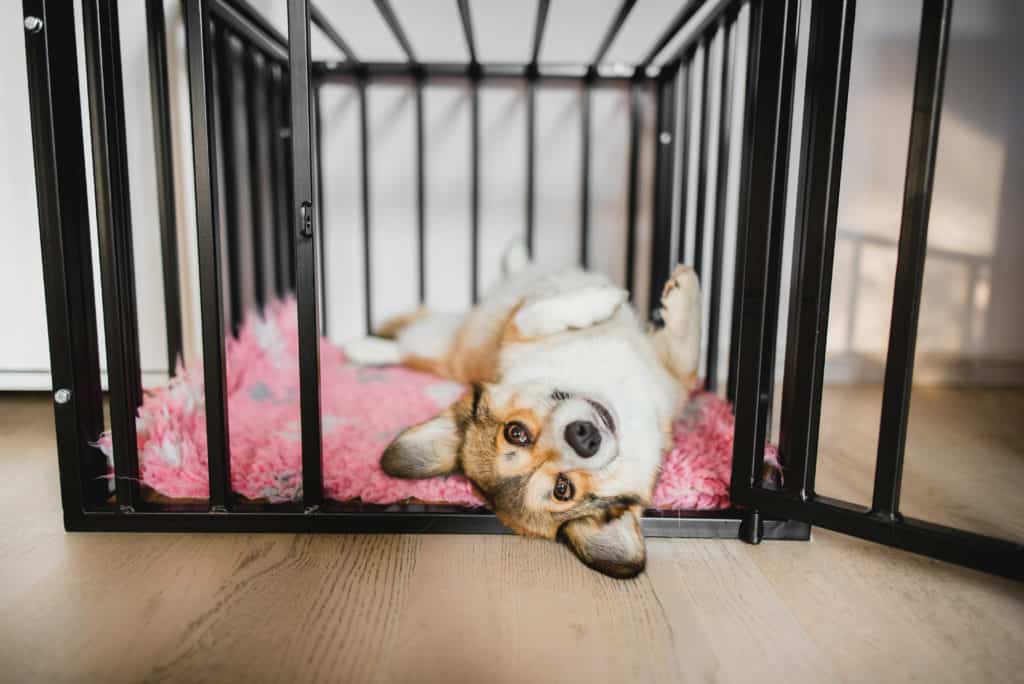 pembroke welsh corgi in crate training