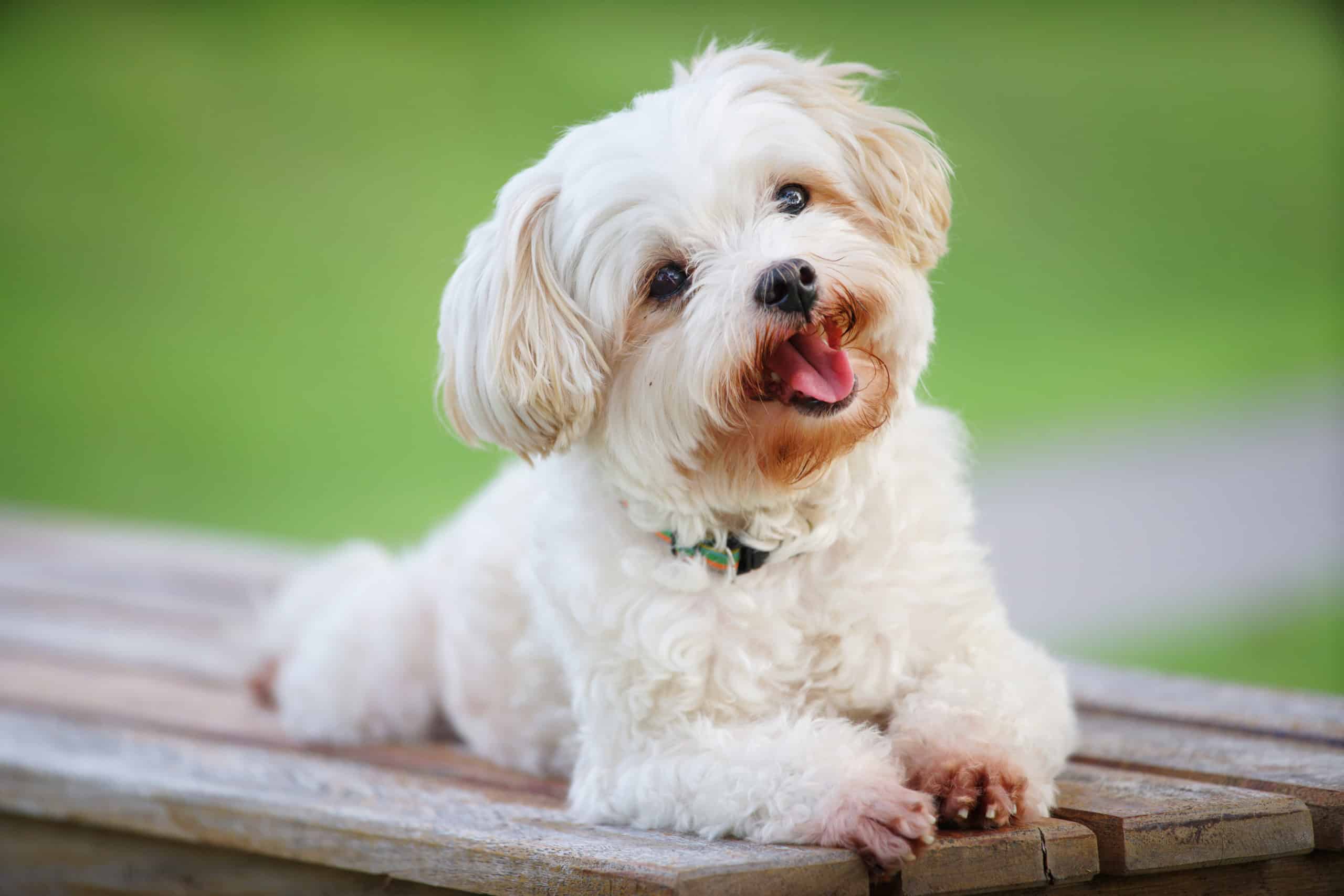 Maltese potty clearance training