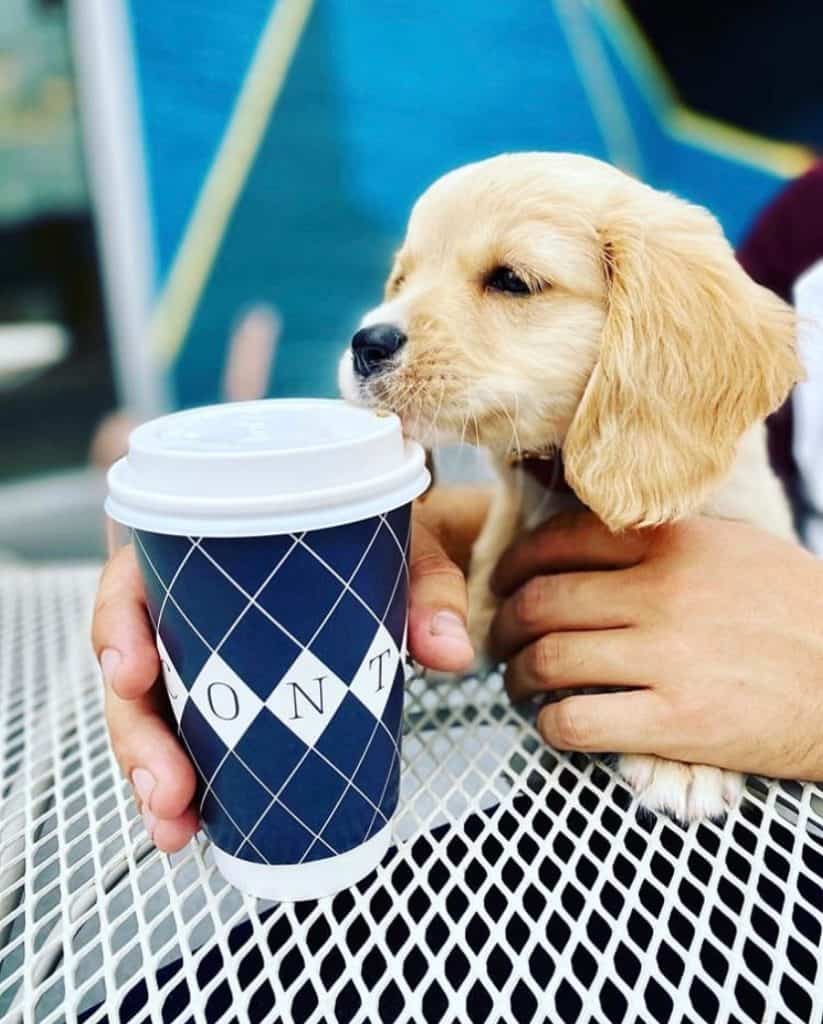 bovaconti coffee pup cup