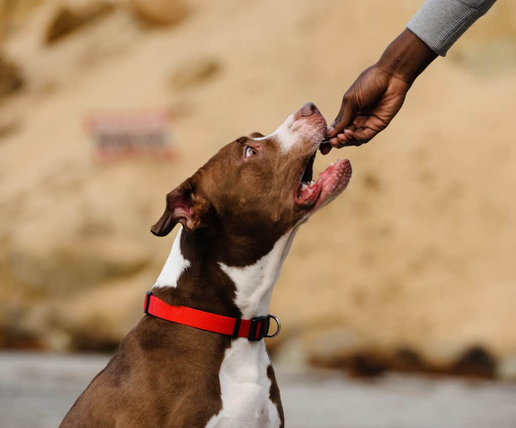 pitbull taking treats