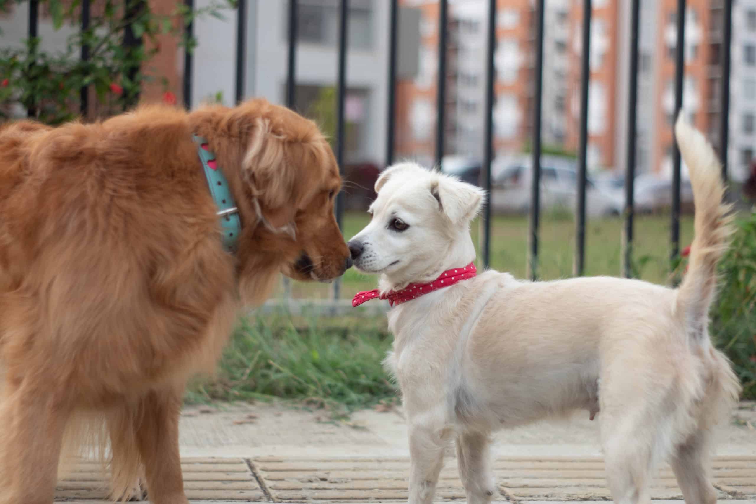 You are currently viewing How To Socialize Your Dog (And Why It Matters)