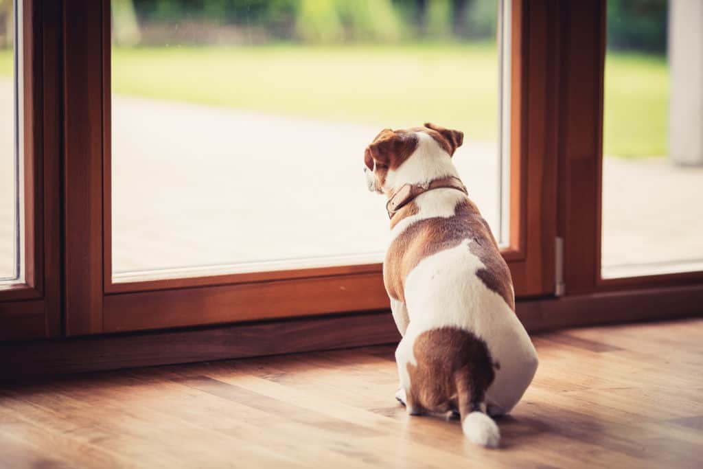 dog waiting by door