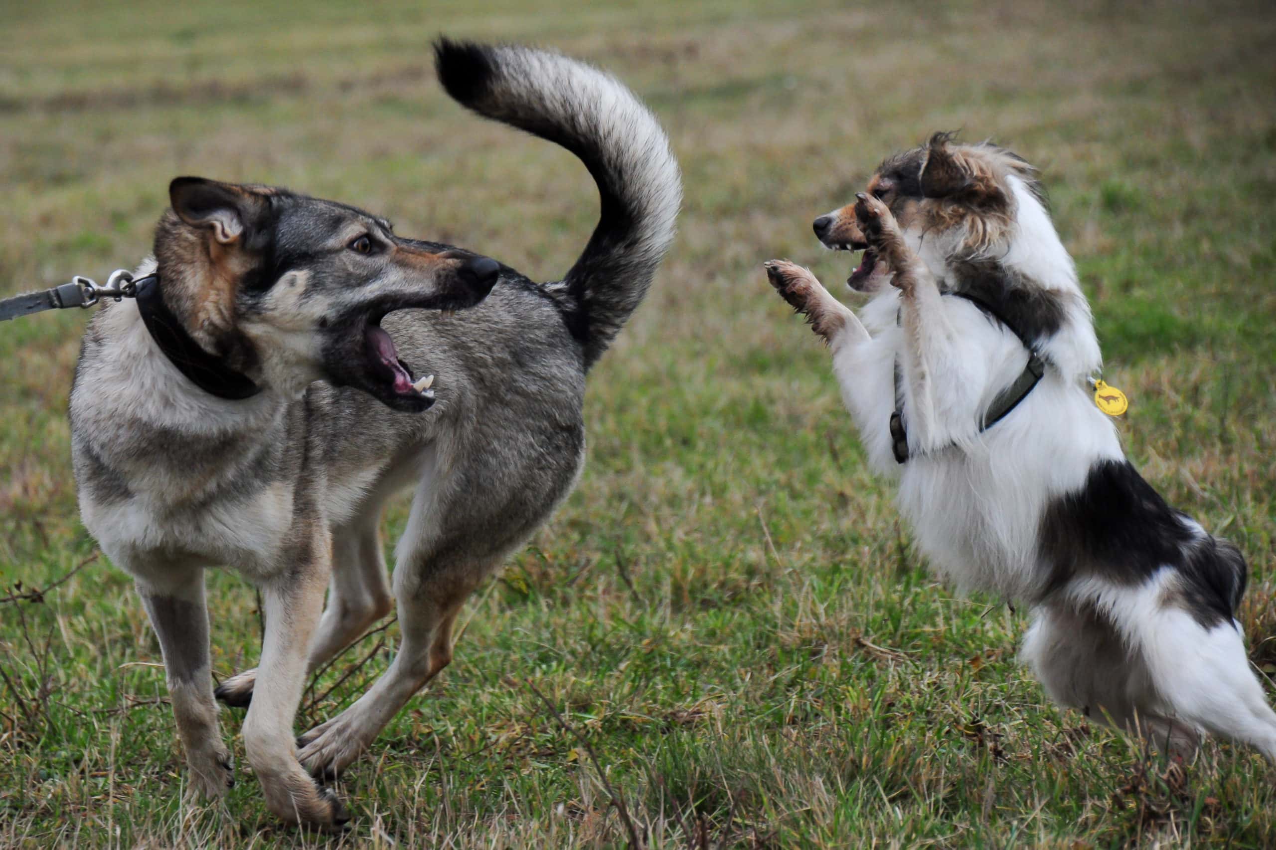 You are currently viewing The Differences Between Playful And Aggressive Behavior In Dogs