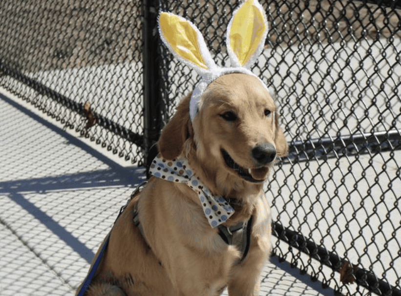 mad paws egg hunt