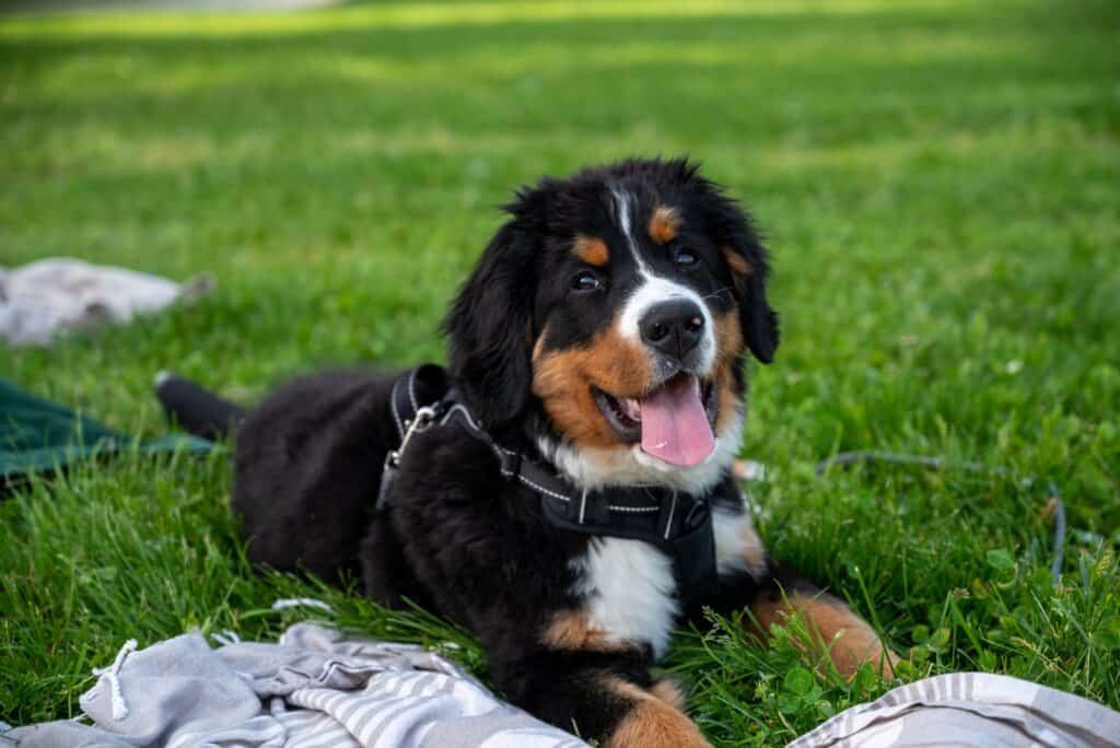 happy bernese mountain dog