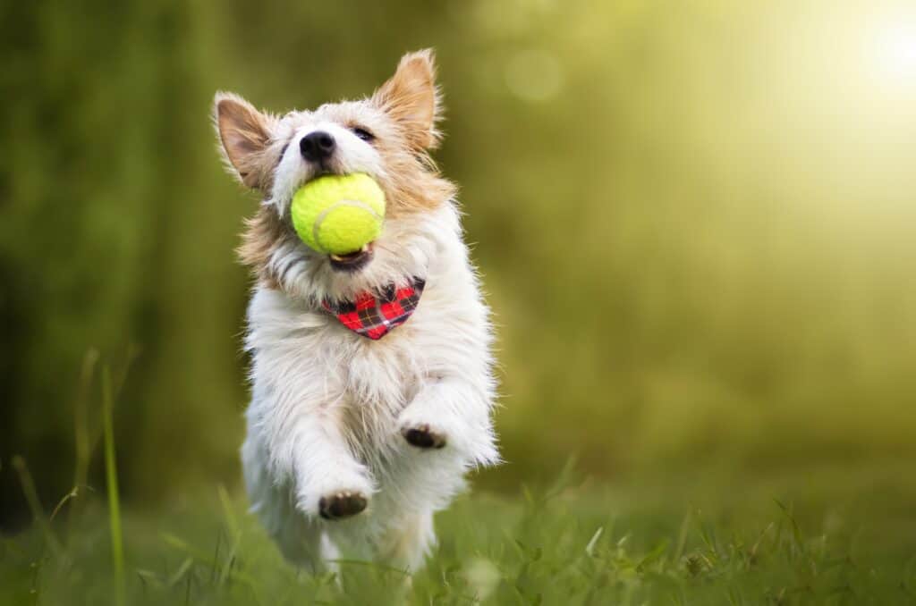 terrier running with ball