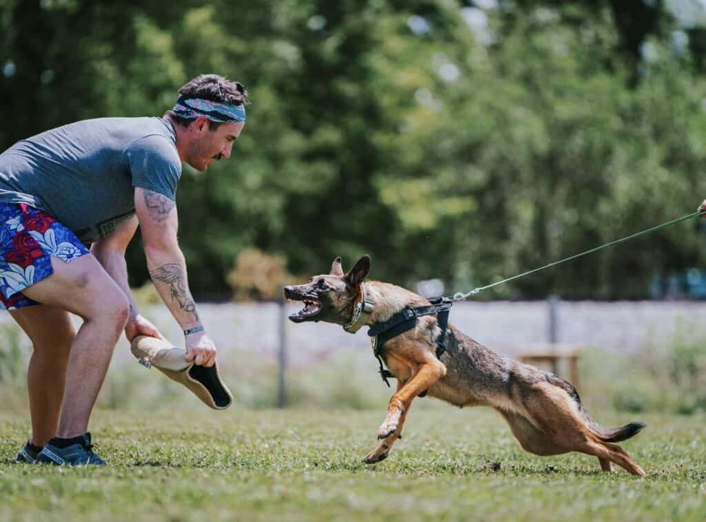 greenside working dog training